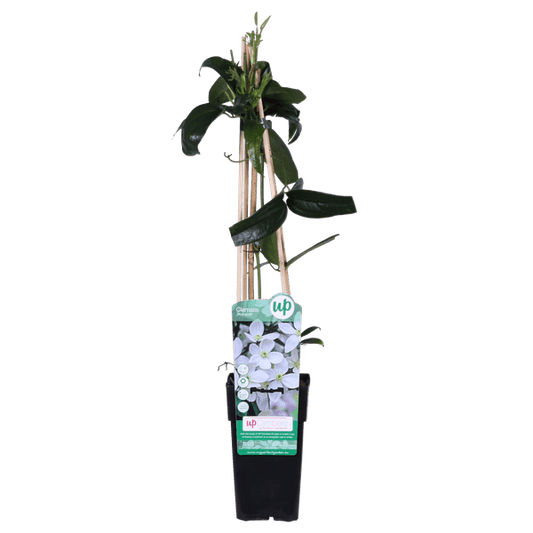 Armands Waldrebe - Clematis armandii - Immergrüne Clematis Weiß - Ø15cm - ↕65cm