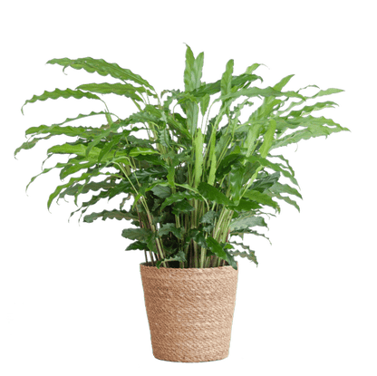 Calathea Rufibarba - Korbmarante - Zimmerpflanze - ↕55cm - Ø17cm + Korb Sofia Natur
