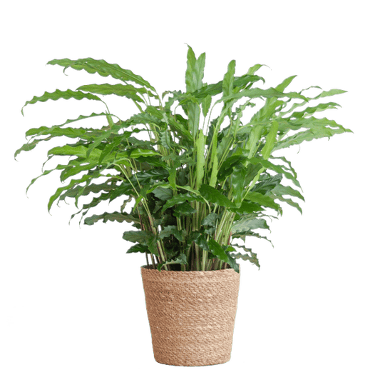 Calathea Rufibarba Korbmarante – Zimmerpflanze Ø17cm – ca. 55cm hoch – samtige Blätter – inkl. Korb Sofia Natur Seegras 