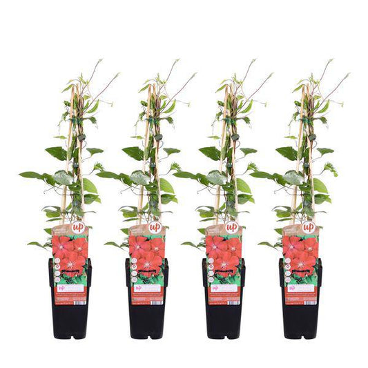 Waldrebe - Clematis 'Rouge Cardinal' - ↨65cm - Ø15cm - 4 Stück