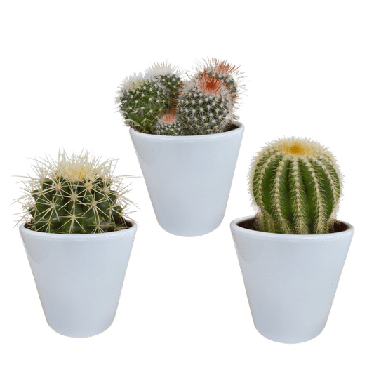 Kaktus - Bolcactus - Mix - 8,5 cm - Zimmerpflanze - in weißem Topf 