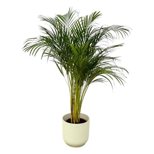 Areca Palme – Betelpalme – Zimmerpflanze ca. 130cm – ø24cm – inkl. Pflanzgefäß Vibes Fold Weiß D30xH27 – Tropische XL-Zimmerpalme für Wohnzimmer, Büro & Wintergarten 