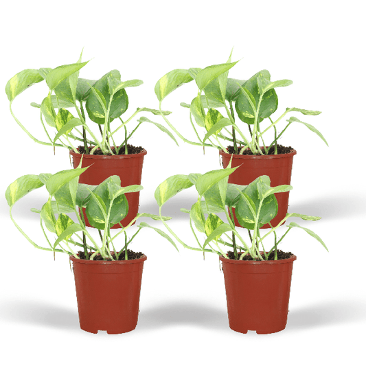 Efeutute - Epipremnum Aureum Scindapsus - Zimmerpflanze - Ø12cm - ↕20cm - 4 Stück 