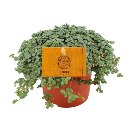 Kanonierblume - Pilea Glauca - Zimmerpflanze - Ø11cm - ↕15cm