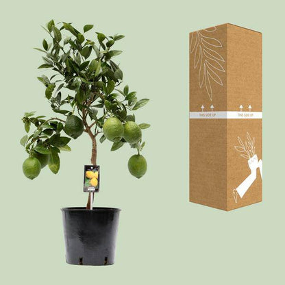 Zitronenbaum - Zitrusfrucht Zitrone - Zimmerpflanze - Ø22cm - ↕80cm