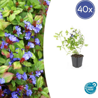 Kriechende Hornnarbe Ceratostigma plumbaginoides – 40 Pflanzen – ↕10-25cm – Ø9cm – Bodendecker – Blau blühend – Winterhart & pflegeleicht – Sonne & Halbschatten