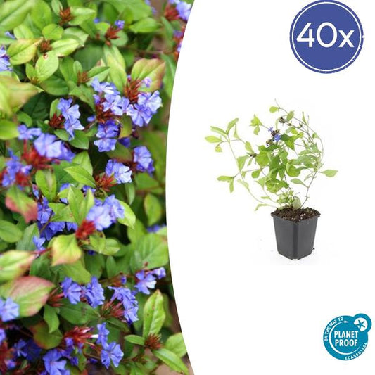 Kriechende Hornnarbe Ceratostigma plumbaginoides – 40 Pflanzen – ↕10-25cm – Ø9cm – Bodendecker – Blau blühend – Winterhart & pflegeleicht – Sonne & Halbschatten