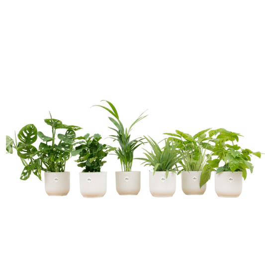 Überraschungskiste – 6 verschiedene Zimmerpflanzen inkl. Pflanztopf Vibes Fold Weiß Ø14cm – Pflegeleichte Grünpflanzen im Set – Dekoratives Pflanzenpaket für Wohnzimmer, Büro & Geschenkidee 
