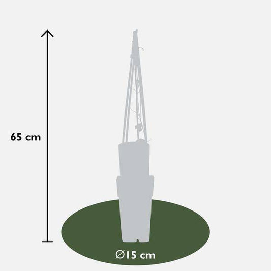Waldrebe – Clematis 'The President' – 4 Pflanzen – Ø15cm – ↨65cm – Kletterpflanze mit violetten Blüten – ideal für Garten & Pergola