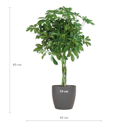Schefflera Arb Nora – Strahlenaralie – Zimmerpflanze + Topf Viber Grau – ↕70cm – Ø21cm – Kletterpflanze mit auffälligen Handblättern – Pflegeleicht & dekorativ für Innenräume 