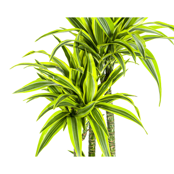 Dracaena Deremensis Zitronenlimette Ø27cm - ↕180cm - Oasis of Life