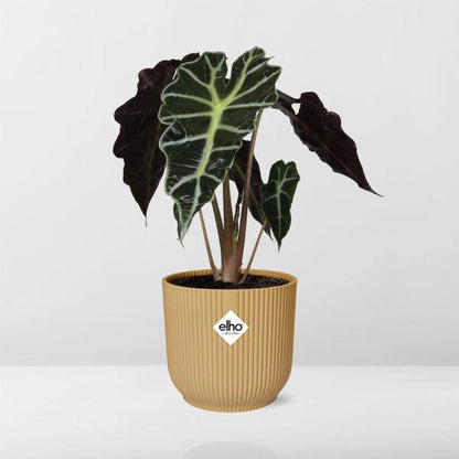 Pfeilblatt - Alocasia 'Polly' - Zimmerpflanze + Topf Vibes Fold 14cm Gelb