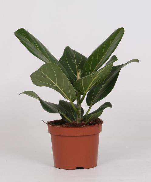 Banyan-Feige - Ficus Bengalensis - Zimmerpflanze - Ø12cm - ↕25cm 
