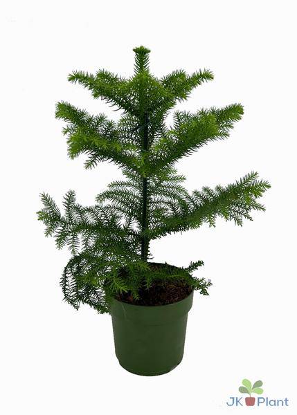 Chiletanne – Araukarie – Araucaria araucana – Ø14cm – 38cm hoch – Zimmerpflanze & Gartenrarität – Immergrün & pflegeleicht 