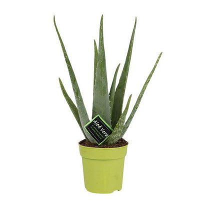 Echte Aloe - Aloe Vera - Zimmerpflanze - Ø12cm - ↕45cm