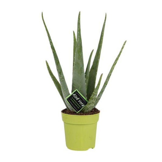 Echte Aloe - Aloe Vera - Zimmerpflanze - Ø12cm - ↕45cm 