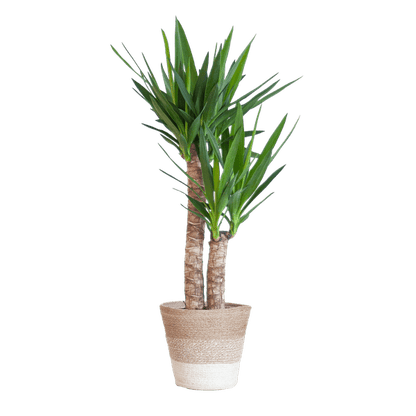 Yucca Elephantipes – Riesen-Palmlilie – Zimmerpflanze – ca. 90cm hoch – Ø21cm – In Pflanzkorb Lissabon Weiß – Pflegeleicht & dekorativ 