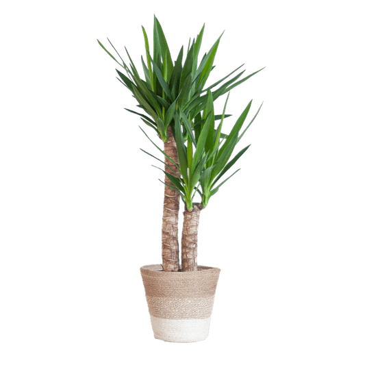 Yucca Elephantipes – Riesen-Palmlilie – Zimmerpflanze – ca. 90cm hoch – Ø21cm – In Pflanzkorb Lissabon Weiß – Pflegeleicht & dekorativ 