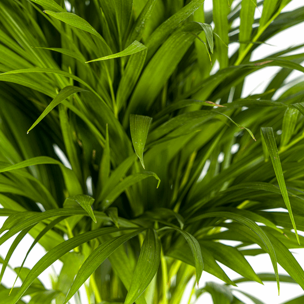 Dypsis Areca Lutescens – Goldfruchtpalme – Zimmerpflanze Ø19cm ↕80-100cm – Federartige Blätter – Tropisches Flair – Pflegeleicht 