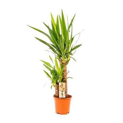 Yucca - Ø17cm - ↕90cm - Oasis of Life