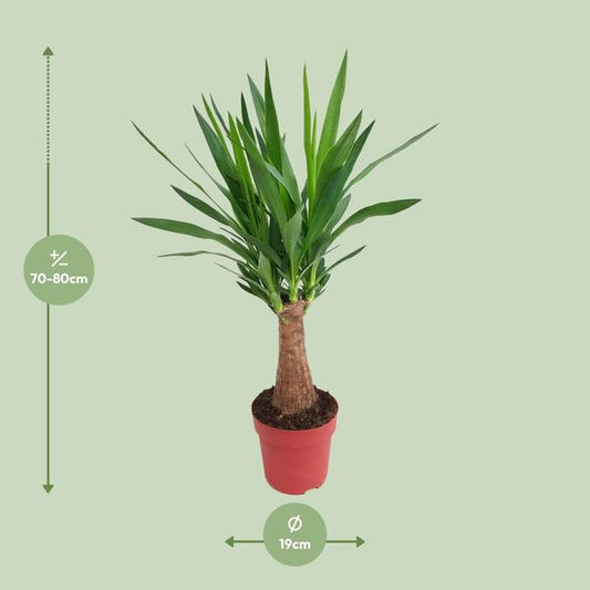 Palmlilie – Yucca „Maya-Baum“ mehrstielig – Zimmerpflanze 80cm – Ø19cm – Immergrüne Pflanze mit schwertförmigen Blättern – Exotische & pflegeleichte Grünpflanze für Wohnzimmer, Büro & Wintergarten 