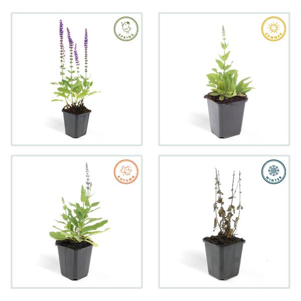 Blüten-Salbei Salvia nemorosa 'Ostfriesland' – ↕10-25cm – Ø9cm – 40 Pflanzen – Lila Blüten von Mai–Juni – Pflegeleichte Staude für Garten & Beete