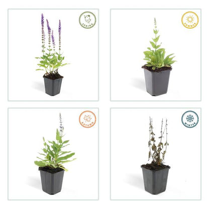 Blüten-Salbei Salvia nemorosa 'Ostfriesland' – ↕10-25cm – Ø9cm – 40 Pflanzen – Lila Blüten von Mai–Juni – Pflegeleichte Staude für Garten & Beete