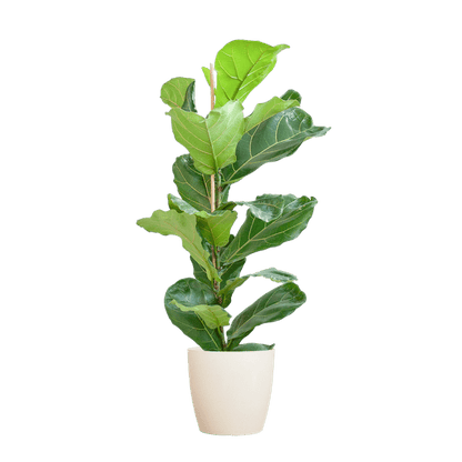 Ficus Lyrata – Geigen-Feige – Zimmerpflanze ↕80cm – Ø21cm – große Blätter – inklusive nachhaltigem Viber Topf Weiß – dekorative Grünpflanze für Zuhause und Büro