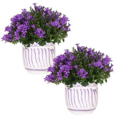 Glockenblume - Campanula Addenda Ambella Intense Purple in Granada-Dekotöpfen - Topfgröße 12 cm - Staude - Winterhart - 2 Stück