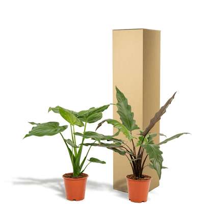 Alocasia Cucullata - Ø19cm - ↕60cm + Alocasia Lauterbachiana - Ø19cm - ↕75cm 