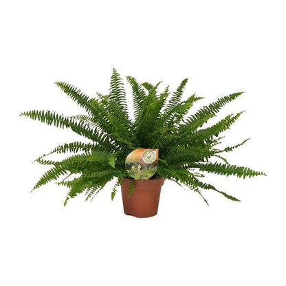 Schwertfarn - Nephrolepis Green Lady - Zimmerpflanze - Ø17cm - ↕40cm