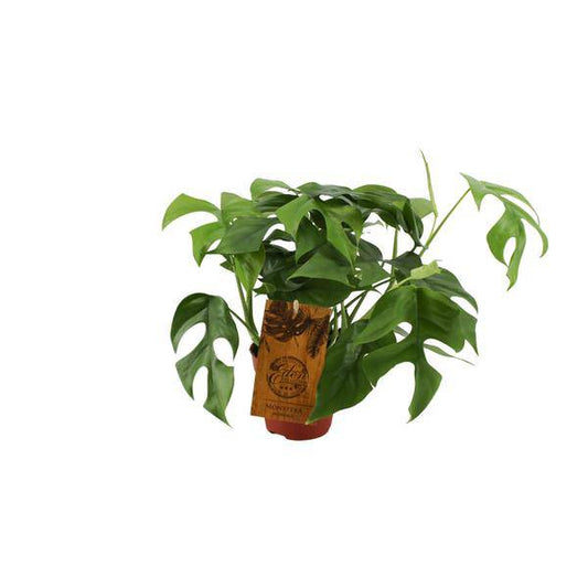 Fensterblatt - Monstera Minima - Zimmerpflanze - Ø12cm - ↕30cm 