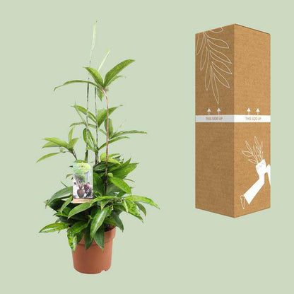 Drachenbaum - Dracaena Surculosa - Zimmerpflanze - Ø17cm - ↕55cm 
