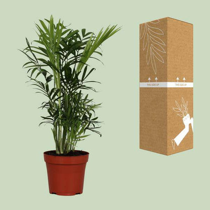 Mexikanische Bergpalme - Chamaedorea Elegans - Zimmerpflanze - Ø12cm - ↕40cm