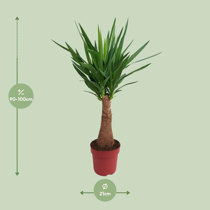 Palmlilie - Yucca - Maya-Baum - mehrstielig - Zimmerpflanze - Ø21cm - ↕100cm