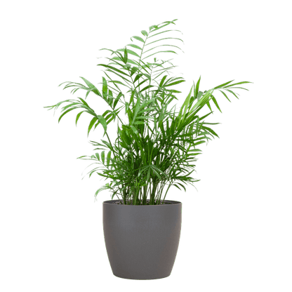 Chamadorea Elegans - Mexikanische Bergpalme - Zimmerpflanze - ↕55cm - Ø17cm + Topf Viber Grau