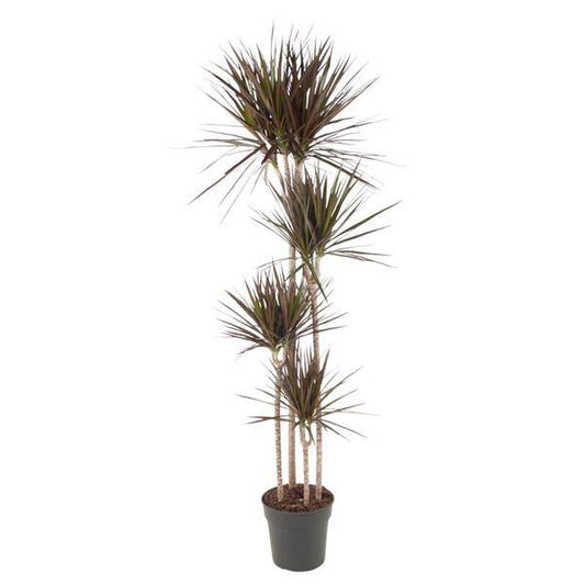 Drachenbaum – Dracaena Magenta 180cm – Ø27cm – Zimmerpflanze mit grünen Blättern & magentafarbenem Rand – Tropische Dekopflanze für Wohnzimmer, Büro & Wintergarten – Pflegeleicht 