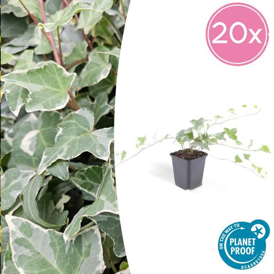 Hedera helix 'Glacier' – Weißgrüner Efeu – ↕10-25 cm – Ø9 cm – 20 Pflanzen – Bodendecker, Heckenpflanze & Kletterpflanze – Pflegeleicht & schnellwachsend