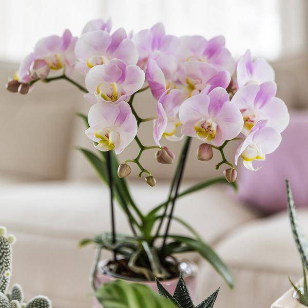 Rosa Phalaenopsis Orchidee Portugal – Ø9cm – Elegante blühende Zimmerpflanze – Perfekt für Innenräume und Geschenke 