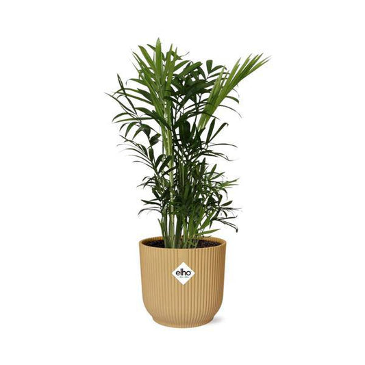 Bergpalme - Chamaedorea Elegans - Zimmerpflanze + Topf Vibes Fold 14cm Gelb