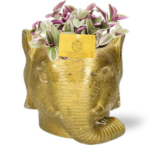 Tradescantia Sweetness Fangblatt – Zimmerpflanze Ø10,5cm – ca. 10cm hoch – Mit Elefant Gold Topf Ø11/12x10cm – Bunte Blätter – Pflegeleicht & dekorativ – Für Wohnzimmer & Büro 