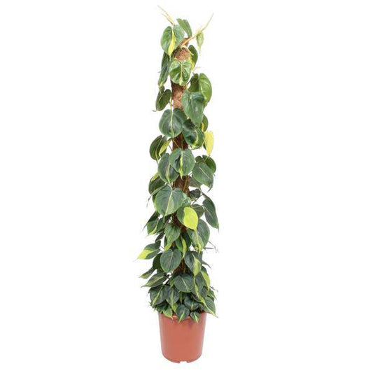 Baumfreund – Philodendron Scandens Brasil 150cm – Ø27cm – Kletterpflanze mit Moosstock – Herzförmige Blätter – Pflegeleichte Zimmerpflanze für Wohnzimmer, Büro & Wintergarten 
