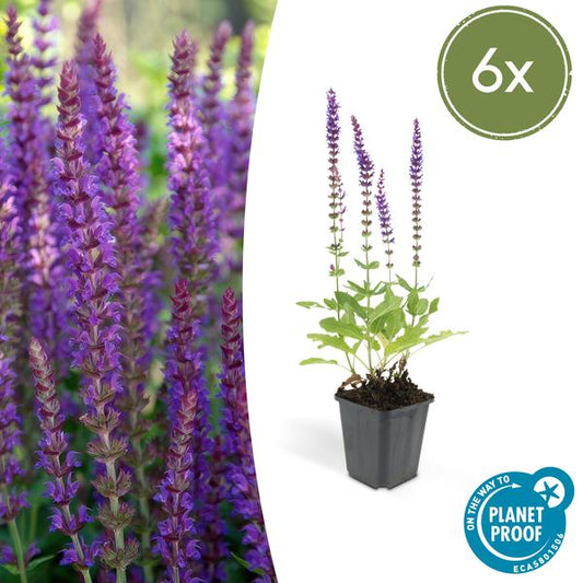 Blüten-Salbei – Salvia nemorosa 'Ostfriesland' – ↕10-25cm – Ø9cm – 6 Pflanzen – Lila Blüten – Pflegeleichte Staude – Sonniger Standort