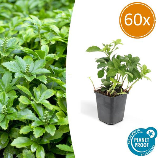 Pachysandra terminalis 'Green Carpet' – 60 Pflanzen – Schattengrün – Immergrüner Bodendecker – Pflegeleicht – Weiße Blüten – Halbschatten