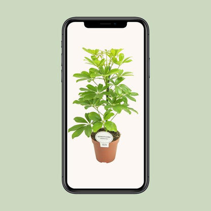 Strahlenaralie - Schefflera Nora - Zimmerpflanze - Ø13cm - ↕45cm