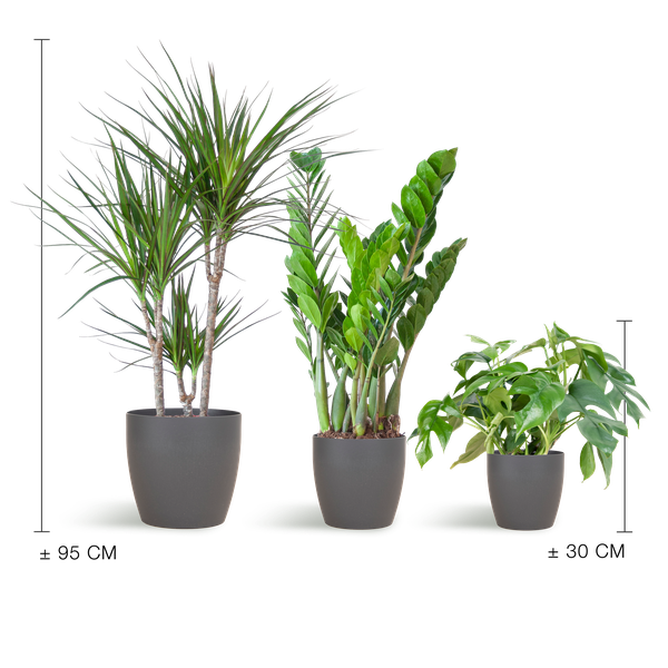 Schatten-Pflanzset – Zimmerpflanzen im Viber Topf Grau – Monstera, Zamioculcas & Dracaena – Halbschatten geeignet – Komplettset für Wohnzimmer & Büro 
