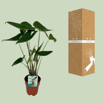 Alocasia Zebrina - Elefantenohr - Ø19cm - ↕75cm - Oasis of Life
