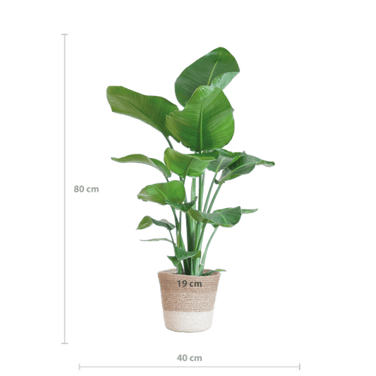 Strelitzia Nicolai - Baum-Strelitzie - Zimmerpflanze - ↕80cm - Ø19cm + Korb Lissabon Weiß