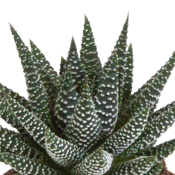 Sukkulente - Gasteria/Haworthia - Mix - 8,5 cm - im Topf - 3 Stück 