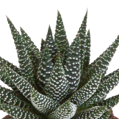 Sukkulente - Gasteria/Haworthia - Mix - 8,5 cm - im Topf - 3 Stück 